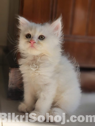 Persian cat